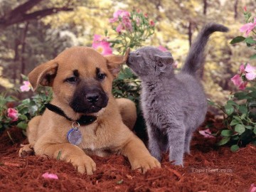 Tier Werke - Katze und Hund